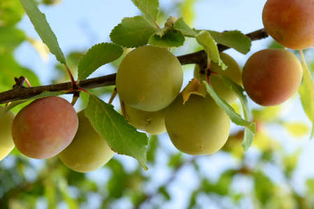 fruits of yellow plums