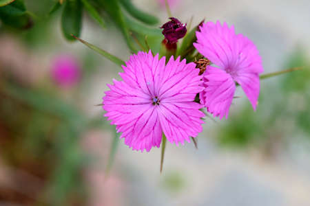 pink flowers of wild carnation