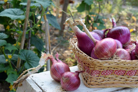 red onions in a basket on a table in a vegetable gardenの写真素材