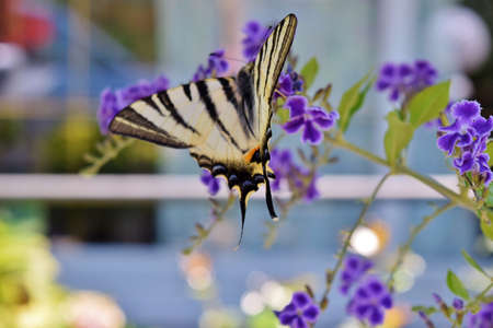 Scarce Swallowtail butterfly specimen of flower duranta