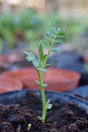 chickpea seedlingsの写真素材