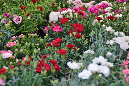 potted plants of flowering carnationsの写真素材
