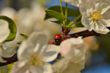 Ladybug on branch with white flowersの写真素材