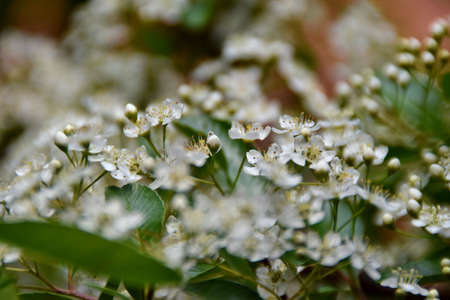 White pyracantha flowers