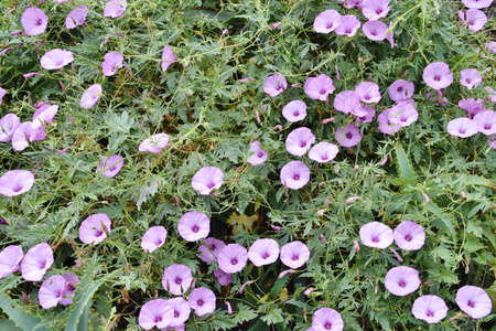 Pink flowers of bindweed