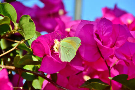 The specimen of Gonepteryx rhamni is pink flowers of bougainvilleaの写真素材