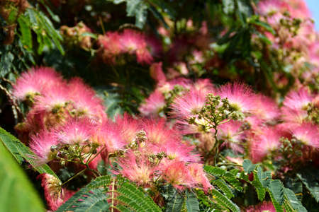 Pink acacia flowersの写真素材