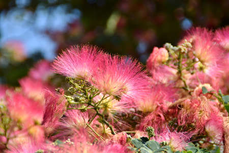 Pink acacia flowersの写真素材