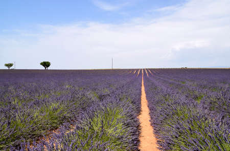 Lavender field in Provence, Franceの写真素材