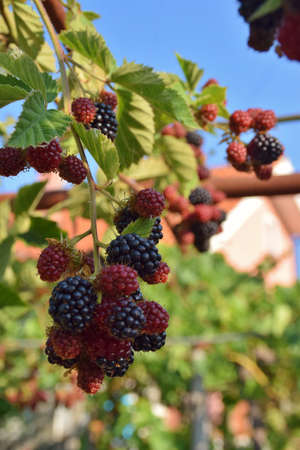 Bunches of blackberriesの写真素材