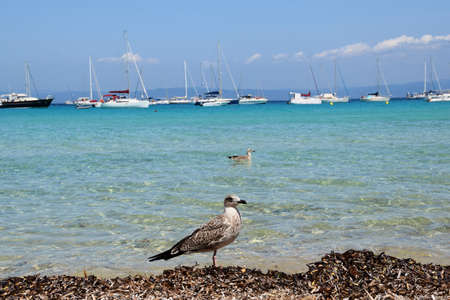 Seagull is on the seashore on the island of Porquerolles in Franceの写真素材