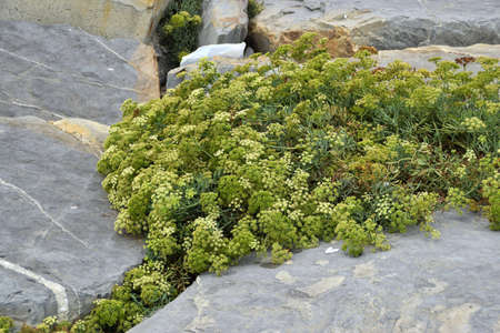 sea ??fennel flowersの写真素材