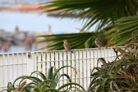 Sparrows on the railing on the seaの写真素材
