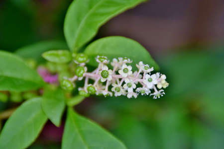 inflorescences of phytolaccaの写真素材