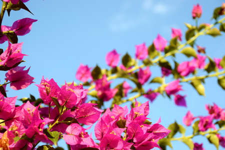 branch of pink bouganville flowersの写真素材