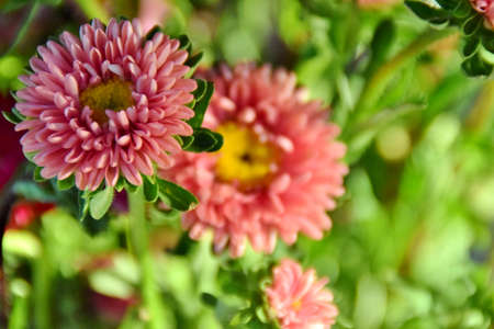 pink Aster flowers