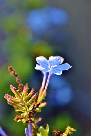 blue plumbago flowerの写真素材