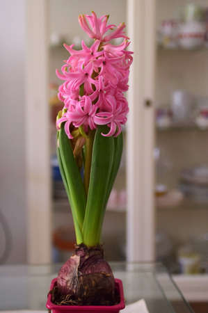 pink hyacinth plant