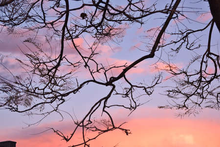 sunset sky and branches of a tree without leavesの写真素材