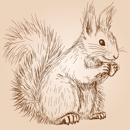 Squirrelのイラスト素材