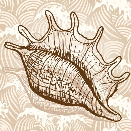 Sea shellのイラスト素材