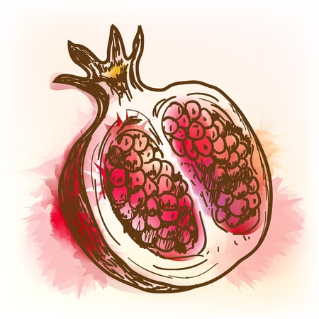 Pomegranate, watercolor painting のイラスト素材