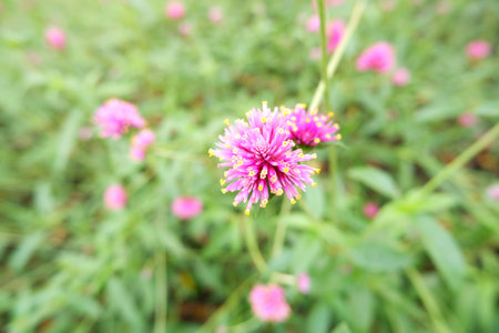 The pink flower of Gomphrena globosa or Fireworks Flower.