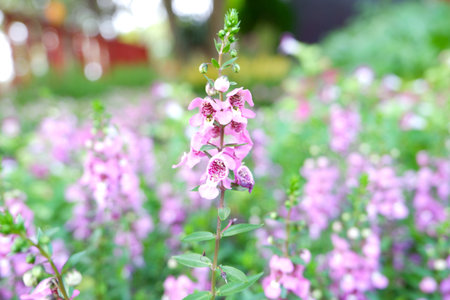 Angelonia Flowers Blooming in the Gardenの写真素材