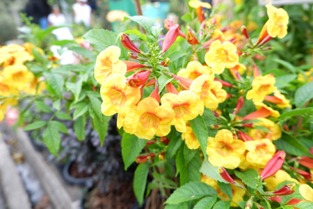 Bright Yellow Tecoma Sparky Flowers on the Plant