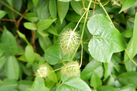 Young Fruits of Passiflora foetida on the Vine