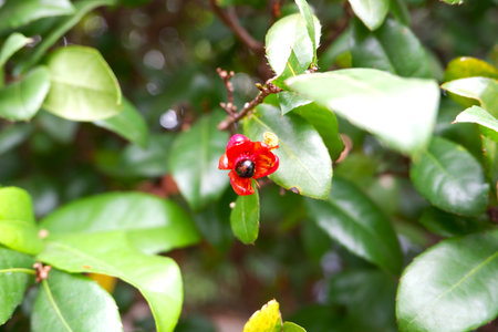 Exotic Plant Fruit in the Gardenの写真素材