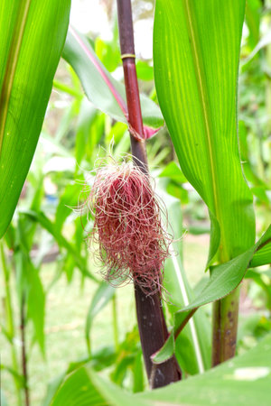 Close-up image of the red flowers of Waxy Corn.