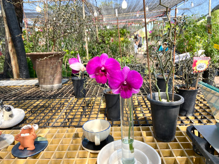 Pink Dendrobium orchid in glass potの写真素材