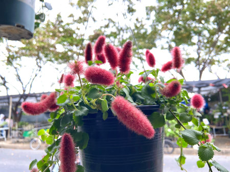 Acalypha chamaedrifolia hanging in a pot.