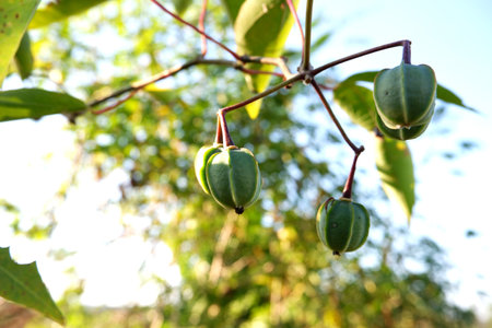 Manihot esculenta Fruits in Natural Habitat.の写真素材