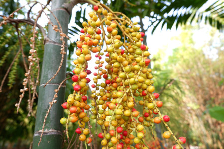 Close-up of the multi-colored berries of a Hurricane Palm, showcasing the transition from green to...