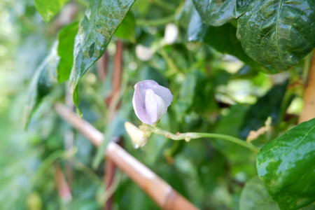 Delicate purple blossom of a yardlong bean plant, showcasing the intricate structure of a tropical...
