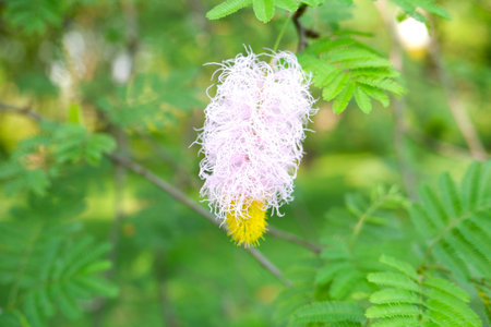 Bicolor blossom of the Sicklebush (Dichrostachys cinerea), featuring a striking gradient from pink...