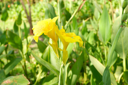 Bright yellow Canna flower macro detail