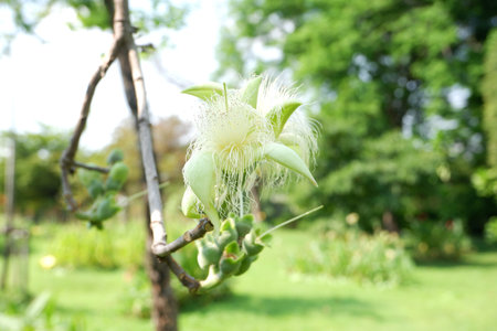 Breathtaking blossom of Careya arborea (Wild Guava), featuring a dramatic burst of stamens.
