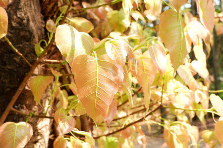 Detailed view of juvenile Ficus religiosa leaves