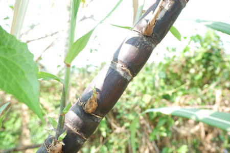 Close-up of the segmented, juice-filled stalks of raw sugar cane, freshly harvested from a Thai...