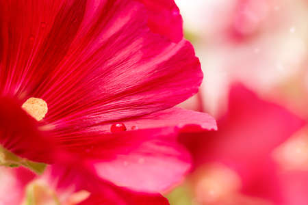 Dark pink bright mallow flower close-up with drops and bokeh
