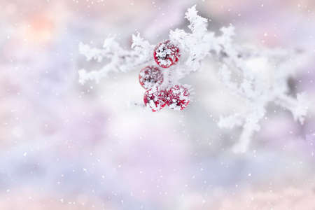 Red rowan berries covered with frost and snowの写真素材
