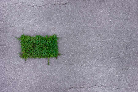 Eco concept. minimalism. Grass grows from asphalt in the shape of a rectangle.の写真素材
