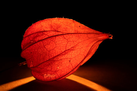 Macro shot, bright orange physalis berry in backlight.の写真素材