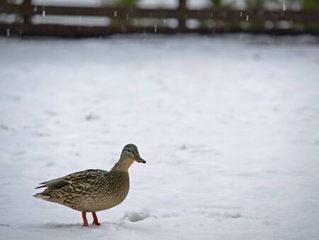 Mallard Duck on Snowの写真素材