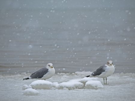 Seagull on Snowの写真素材
