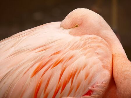 This is a Chilean Flamingo.の写真素材
