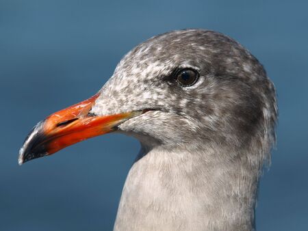 This is head of a seagull.の写真素材